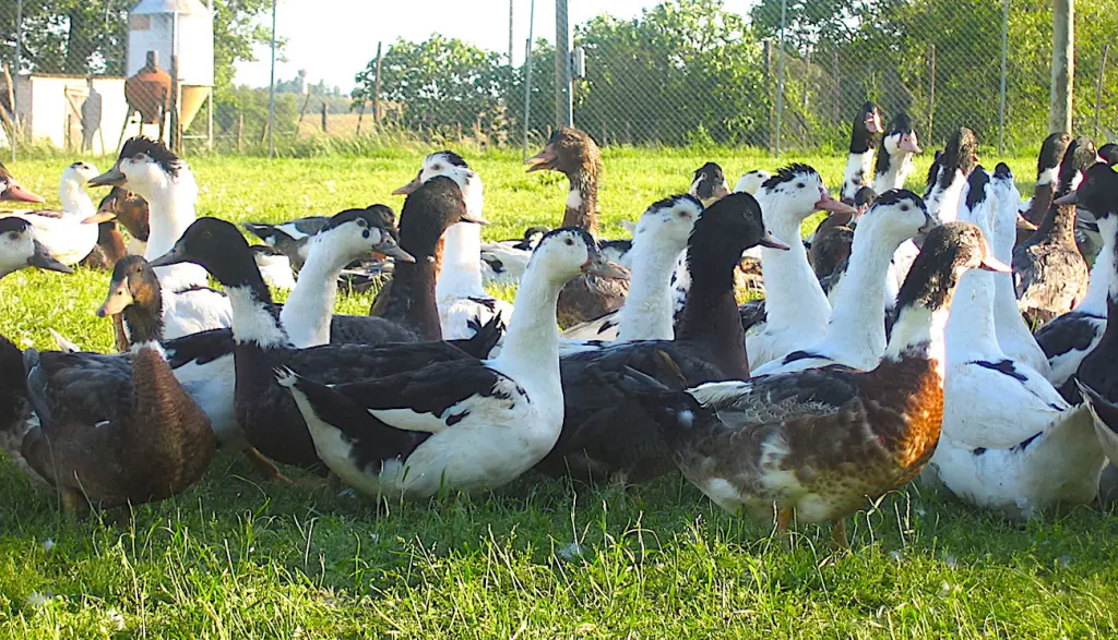 Des premiers cas de grippe aviaire chez des canards inquiètent beaucoup les éleveurs des Landes