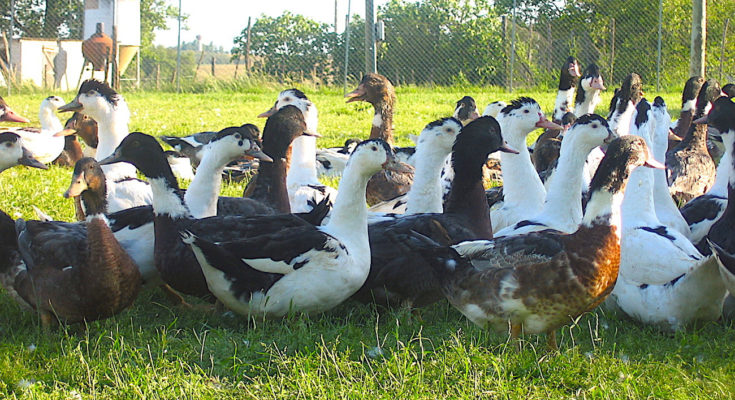 Des premiers cas de grippe aviaire chez des canards inquiètent beaucoup les éleveurs des Landes