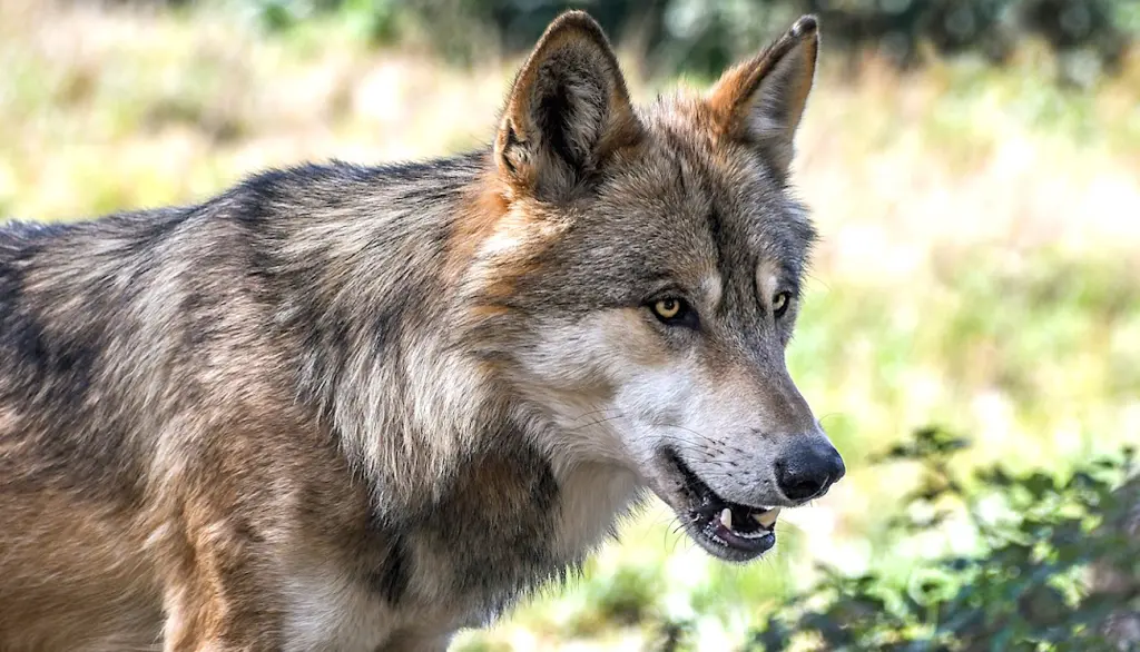 Face aux nombreuses attaques de loup, la Saône-et-Loire veut mieux protéger ses troupeaux de moutons