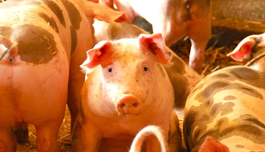 Un élevage de porcs dans l'Allier a subi des accusations de maltraitance par l’association L124