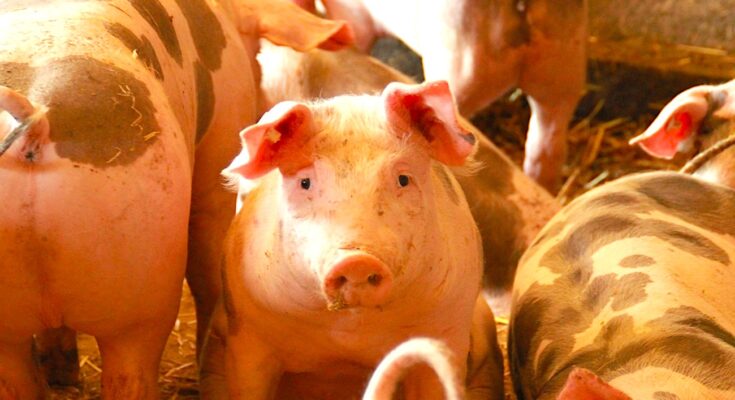 Un élevage de porcs dans l'Allier a subi des accusations de maltraitance par l’association L124