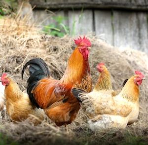 des coqs et poules pour Le Jura De Ferme en Ferme 