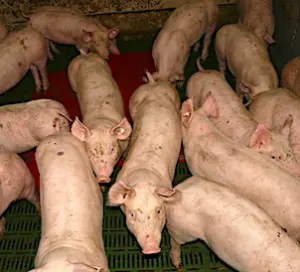 Un élevage de porcs de l'Allier a finalement évité une accusation de maltraitance animale. 
