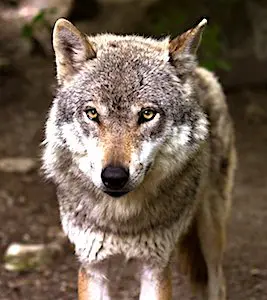 En 2021, les attaques de loup devraient se réduire en Saône-et-Loire. Ce qui limitera les pertes de moutons.