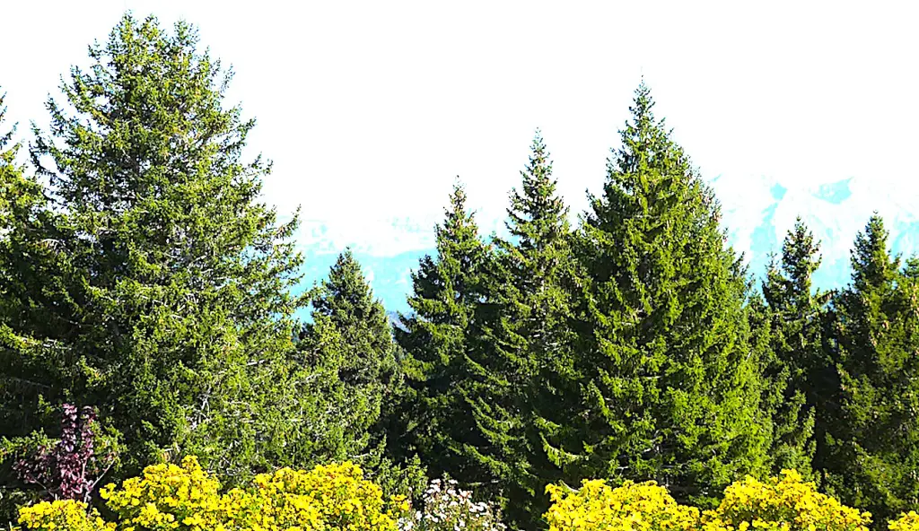 En pratiquant des coupes douces de sapins dans les forêts on protège la biodiversité