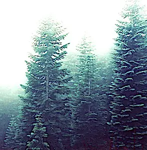 En empêchant les coupes rases des sapins dans les forêts, on protège mieux la biodiversité.