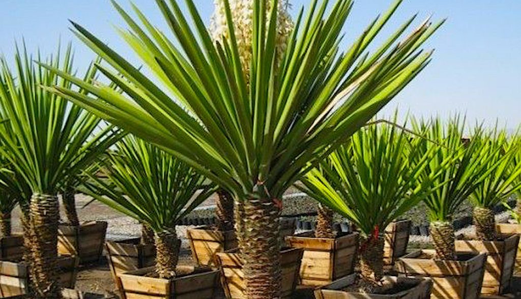 Une application pour évaluer l'empreinte carbone des articles devrait voir le jour