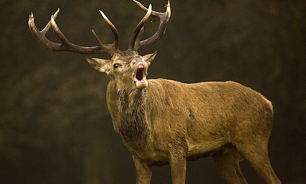 Un cerf traqué lors d'une chasse à courre a tenté de se réfugier dans la gare de Chantilly