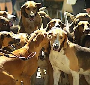 A Chantilly, à cause d'une chasse à courre, un cerf traqué par une meute de chiens bloque des trains en se réfugiant dans la gare.