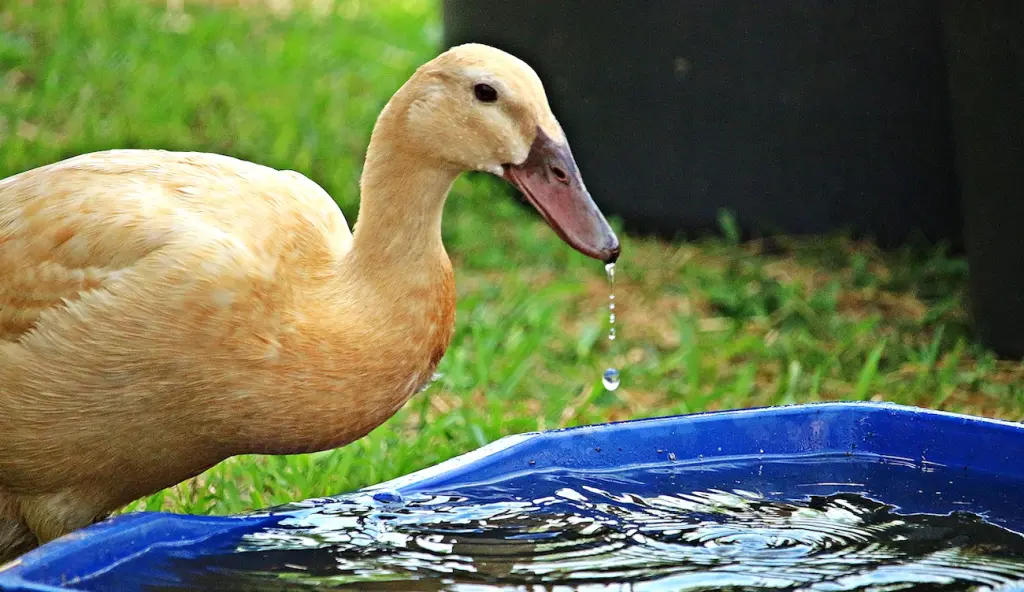 Une inquiétude autour de la grippe aviaire se répand chez les éleveurs de canards