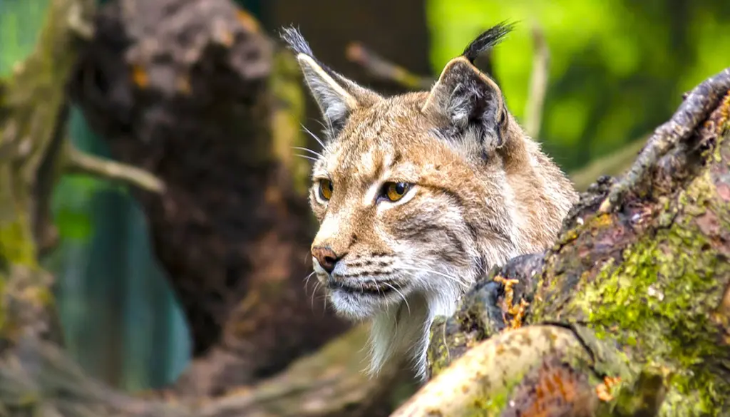 Un nouvel abattage illégal de lynx est survenu dans le Doubs