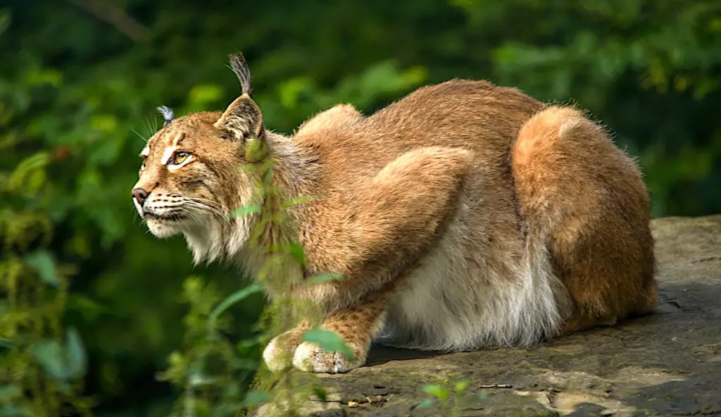 Un nouveau lynx braconné dans le Doubs a entraîné une offre de récompense pour retrouver le braconnier.
