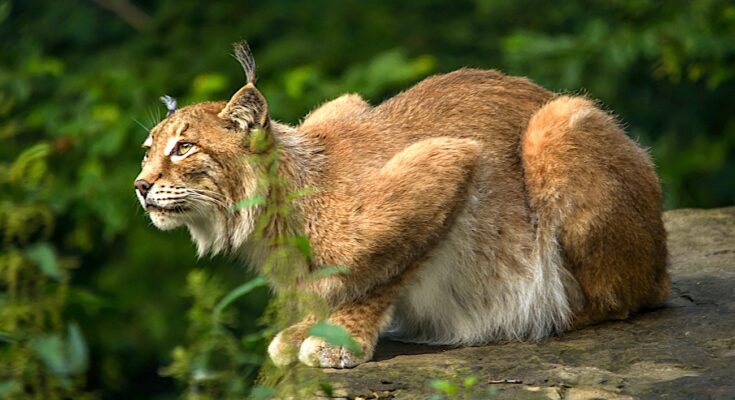 Un nouveau lynx braconné dans le Doubs a entraîné une offre de récompense pour retrouver le braconnier.