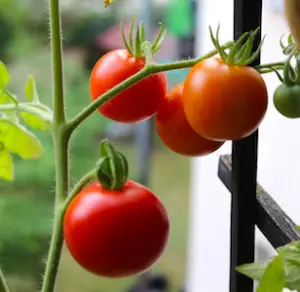 plants de tomates qui symbolisent une agriculture bio en progression
