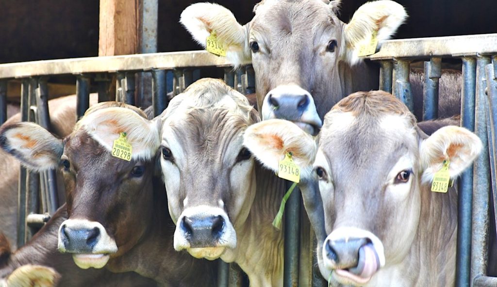 Le Salon de l’Agriculture sera reporté à 2022.