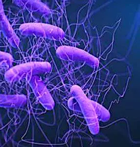 Gros plan de virus au microscope Pour lutter contre les virus, la société Byola, basée en Moselle, développe des caissons spéciaux, qui diffusent une lumière germicide.