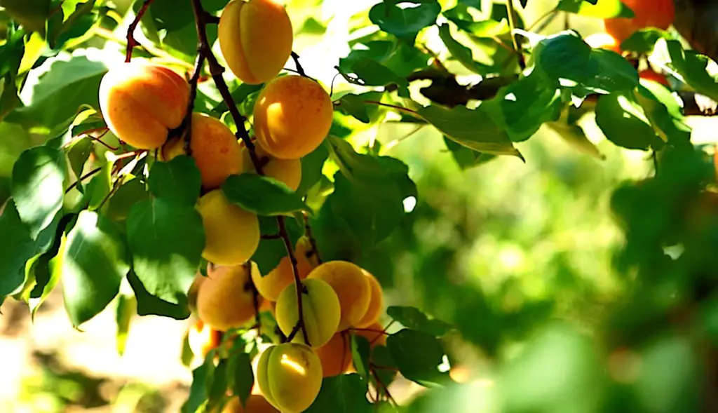 Un gel historique vient de frapper l’Ardèche et la Drôme. Ce qui a fait perdre d'énormes quantité de fruits à ces deux départements.