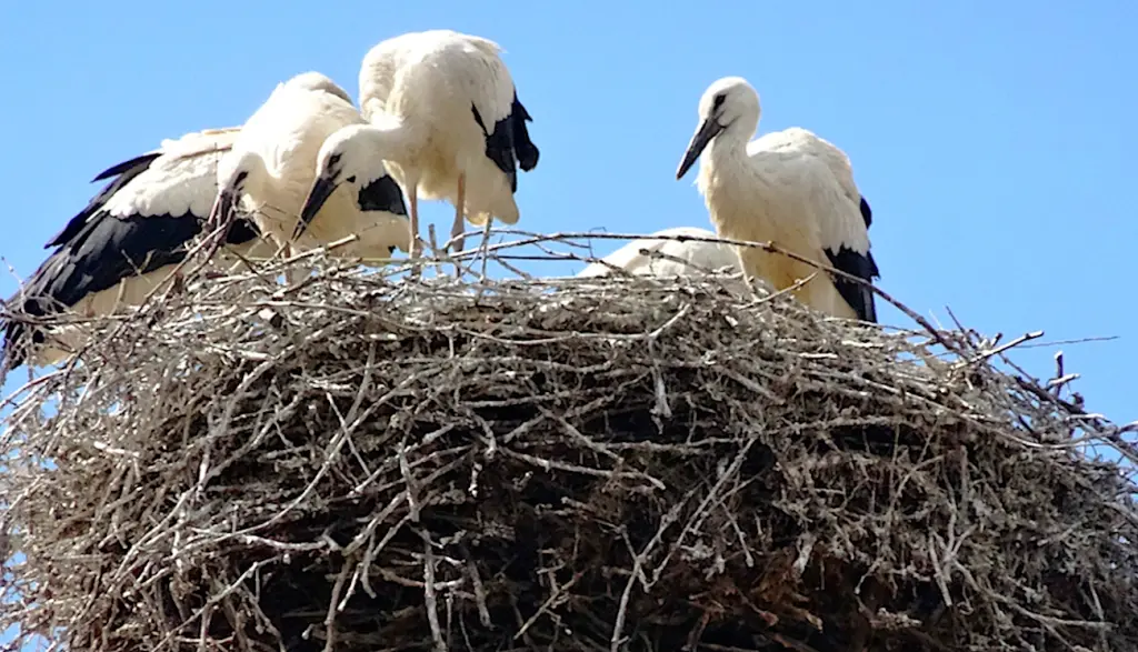 Un déclin animal s'observe en France, particulièrement chez les oiseaux nicheurs.