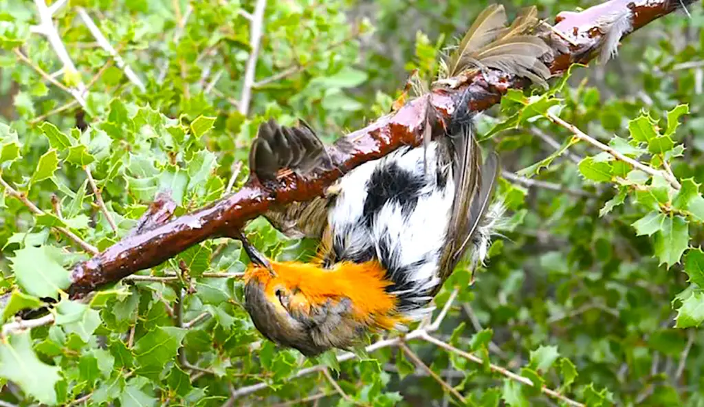 La Cour européenne est favorable à une interdiction de la chasse à la glu.