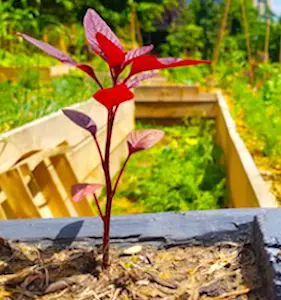 Actuellement, le co-jardinage urbain est une activité florissante à Toulouse. Encore amplifiée par la crise sanitaire.