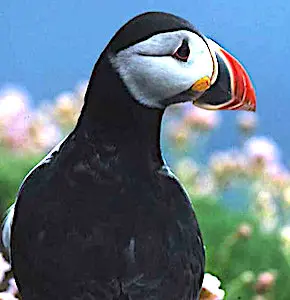 Actuellement, un déclin animal s'observe en France, surtout chez les oiseaux nicheurs. 