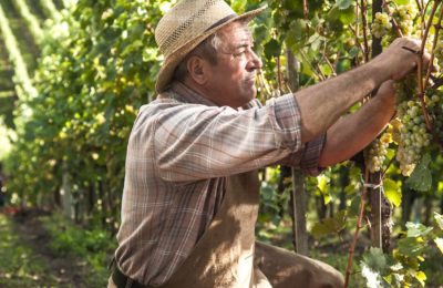 Une revalorisation des petites retraites agricoles sera bientôt effective.