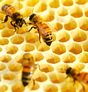 intérieur d'une ruche d'abeilles protégée grâce à une aide numérique des apiculteurs