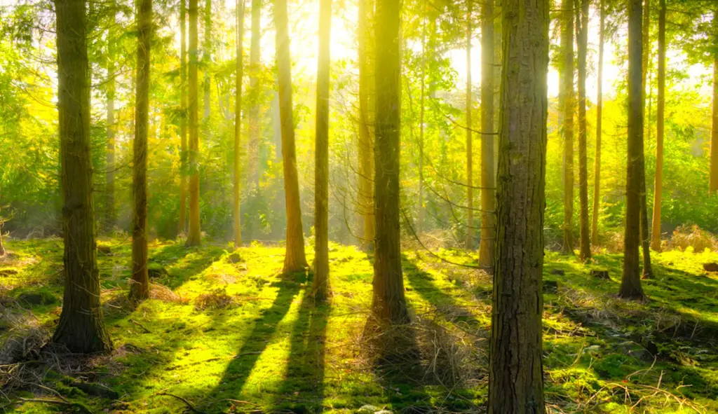 Pour lutter contre le réchauffement climatique, Besançon renforce la densité de ses forêts.