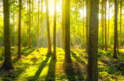 Pour lutter contre le réchauffement climatique, Besançon renforce la densité de ses forêts.