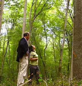 La forêt de Chantilly est un exemple représentatif des dégâts du réchauffement climatique.