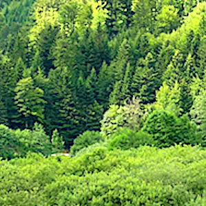 Une forêt très verte et dense Pour lutter contre le réchauffement climatique, Besançon renforce la densité de ses forêts.