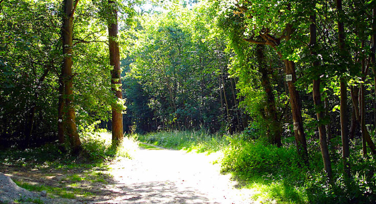 La forêt de Chantilly est un exemple révélateur des dégâts du réchauffement climatique.
