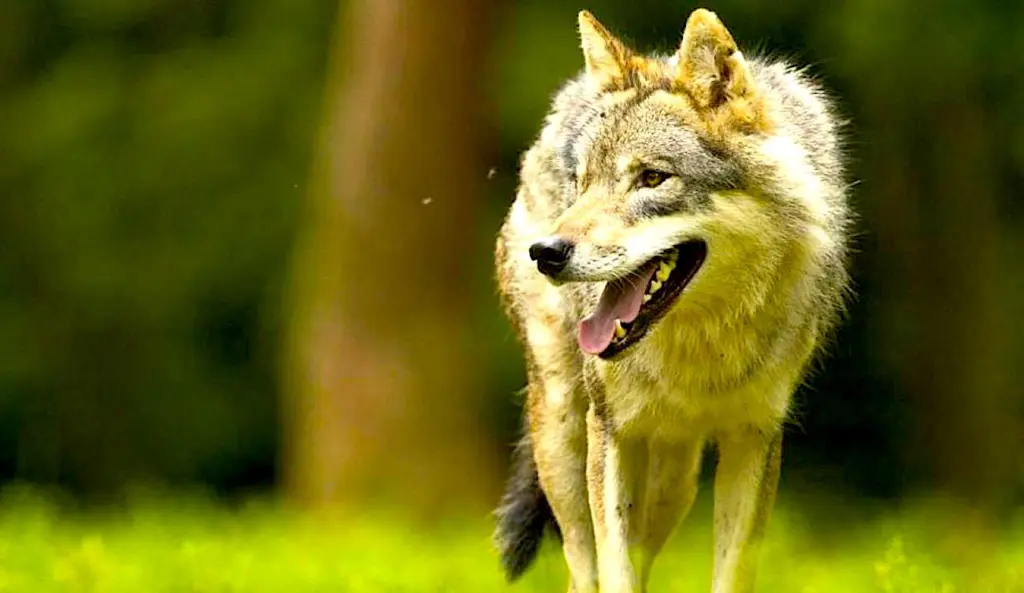 Le « Plan loup » est un dispositif qui permet de protéger les éleveurs des attaques de ce prédateur.