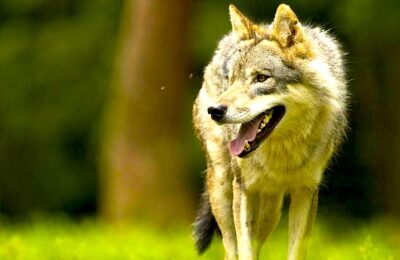 Le « Plan loup » est un dispositif qui permet de protéger les éleveurs des attaques de ce prédateur.
