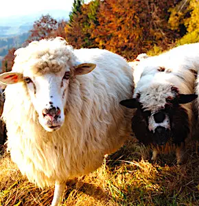 Gros plan sur des moutons Le « Plan loup » est un dispositif qui permet de protéger les éleveurs contre des pertes de bétail, dues à ce prédateur.