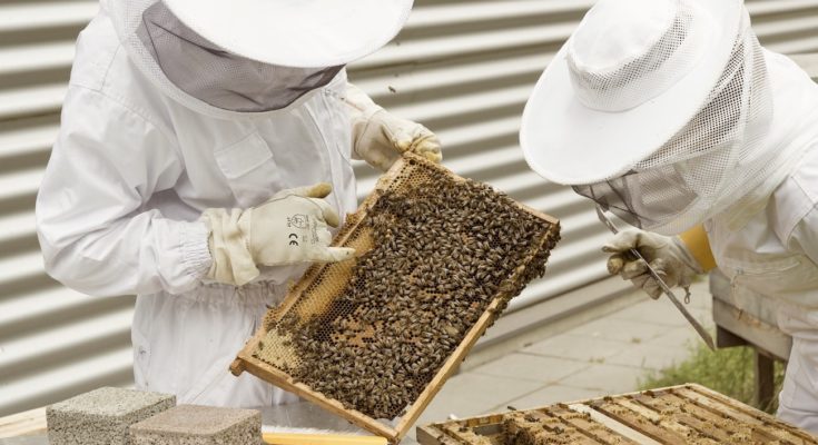 L'aide numérique aux apiculteurs permet d'empêcher les vols de ruches
