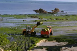 ramassage d'algue en Bretagne