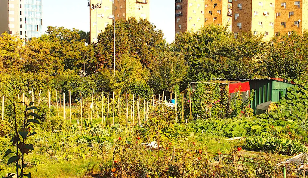 Une menace plane aujourd'hui sur les jardins ouvriers d'Aubervilliers.