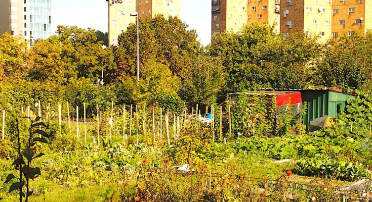 Une menace plane aujourd'hui sur les jardins ouvriers d'Aubervilliers.