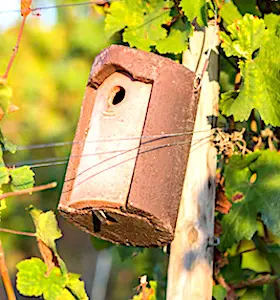 Installer des nichoirs pour les oiseaux permet à l’Alsace de préserver sa biodiversité, actuellement menacée.