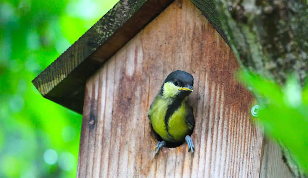 Installer des nichoirs pour les oiseaux permet à l’Alsace de préserver sa biodiversité.