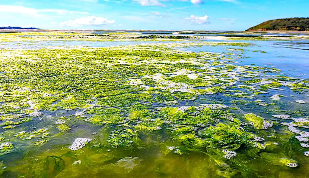 Les marées vertes en Bretagne sont un fléau dont le littoral n'arrive pas à se débarrasser.