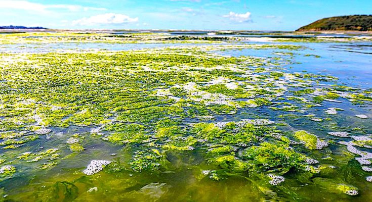 Les marées vertes en Bretagne sont un fléau dont le littoral n'arrive pas à se débarrasser.