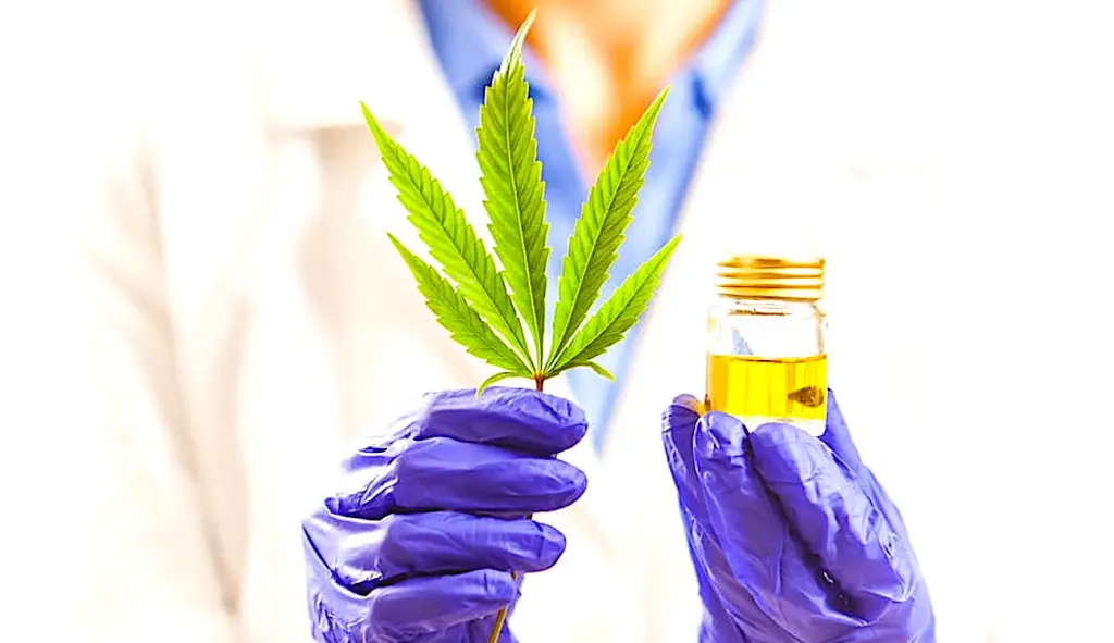 Le marché du cannabis médical est une tendance française qui se confirme progressivement.