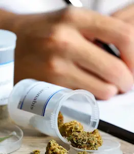 Dans un premier temps, l'usage du cannabis médical va être expérimenté en France pendant deux ans.