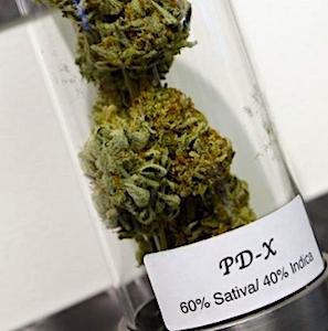 Pendant deux ans, l'usage du cannabis médical va être suivi et expérimenté en France.