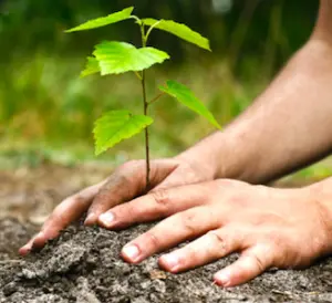 Planter des arbres permet de réduire les émissions de CO2, pour lutter contre l'effet de serre.