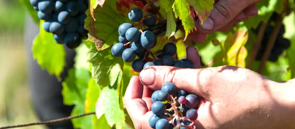 Participer aux vendanges de façon volontaire peut être une forme de tourisme formateur.