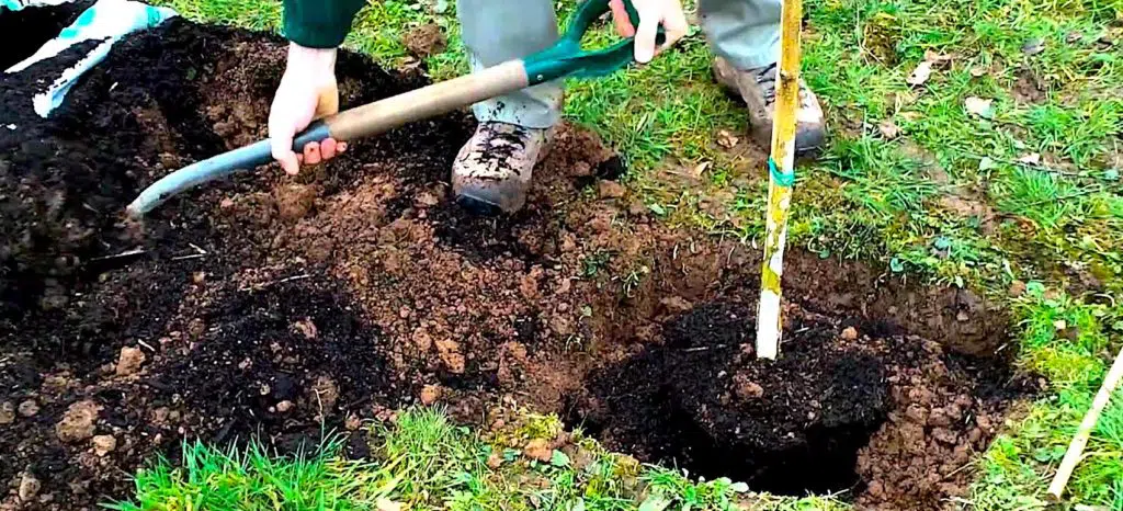 Planter des arbres permet de réduire les émissions de CO2