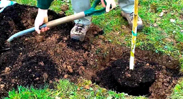 Planter des arbres permet de réduire les émissions de CO2